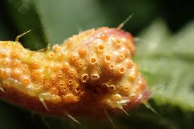 Attēlu rezultāti vaicājumam “Puccinia urticata”