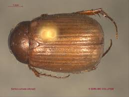 Attēlu rezultāti vaicājumam “Serica brunnea imago”