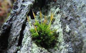 Attēlu rezultāti vaicājumam “Tortula subulata”