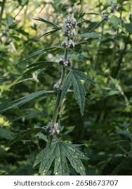 Attēlu rezultāti vaicājumam “Leonurus quinquelobatus”