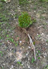 Attēlu rezultāti vaicājumam “Tubifera magna young”