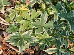 Attēlu rezultāti vaicājumam “Astrantia major leaf”
