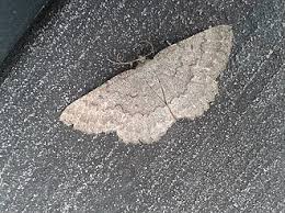 Attēlu rezultāti vaicājumam “Charissa ambiguata”