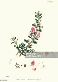 Attēlu rezultāti vaicājumam “Ononis arvensis”