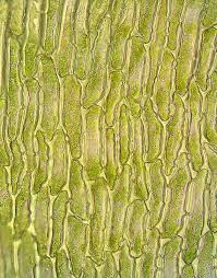 Attēlu rezultāti vaicājumam “Dicranum majus”