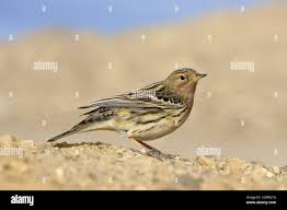 Image result for Anthus cervinus