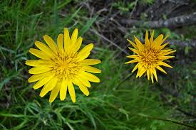 Attēlu rezultāti vaicājumam “Tragopogon heterospermus”