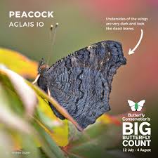 Attēlu rezultāti vaicājumam “Inachis io underside”