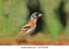 Attēlu rezultāti vaicājumam “Fringilla montifringilla”