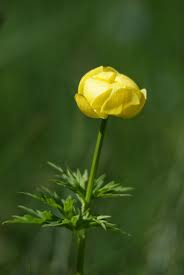 Attēlu rezultāti vaicājumam “Trollius europaeus”