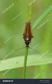 Attēlu rezultāti vaicājumam “Ectobius sylvestris male”