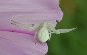 Image result for crab spider