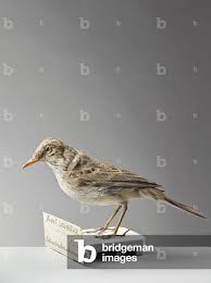 Image result for Anthus campestris