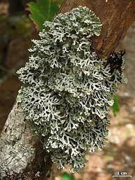 Attēlu rezultāti vaicājumam “Hypogymnia physodes”