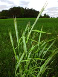 Attēlu rezultāti vaicājumam “Secale cereale”