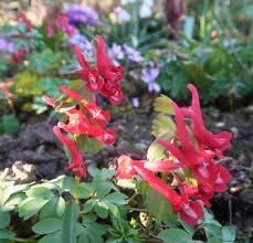 Attēlu rezultāti vaicājumam “Corydalis solida flower”