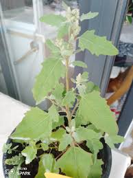 Image result for Chenopodium album