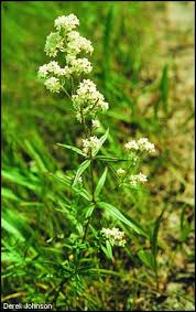 Attēlu rezultāti vaicājumam “Galium boreale fruit”