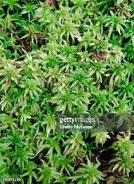 Attēlu rezultāti vaicājumam “Sphagnum sporophyte”