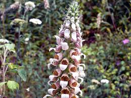 Image result for Digitalis lanata