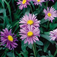 Image result for Aster alpinus