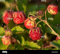 Attēlu rezultāti vaicājumam “Fragaria viridis flower”