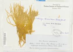 Attēlu rezultāti vaicājumam “Straminergon stramineum”