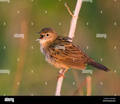 Image result for Locustella naevia