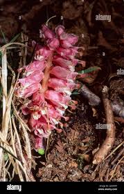 Attēlu rezultāti vaicājumam “Lathraea squamaria flower”