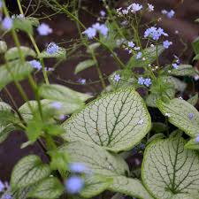 Image result for Brunnera `Jack Frost`