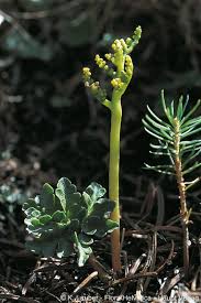 Attēlu rezultāti vaicājumam “Botrychium multifidum”