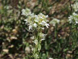 Attēlu rezultāti vaicājumam “Berteroa incana fruit”