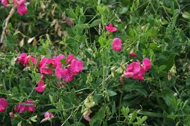 Attēlu rezultāti vaicājumam “Lathyrus tuberosus”