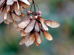 Attēlu rezultāti vaicājumam “Acer tataricum fruit”