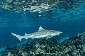 Image result for Carcharhinus melanopterus