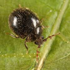 Attēlu rezultāti vaicājumam “Ptinus sp. male”