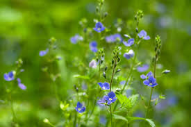 Attēlu rezultāti vaicājumam “Veronica chamaedrys leaf”