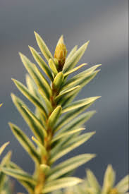Attēlu rezultāti vaicājumam “Taxus baccata leaf”
