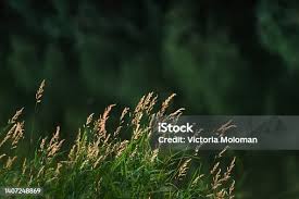 Attēlu rezultāti vaicājumam “Glyceria maxima fruit”