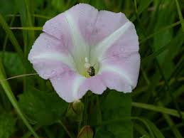Attēlu rezultāti vaicājumam “Calystegia sepium”