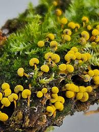 Attēlu rezultāti vaicājumam “Physarum virescens young”