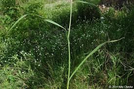 Attēlu rezultāti vaicājumam “Phleum pratense”