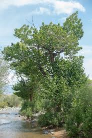 Attēlu rezultāti vaicājumam “Populus laurifolia”