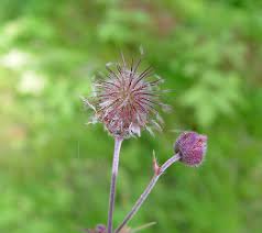 Image result for Geum rivale