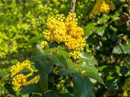 Attēlu rezultāti vaicājumam “Mahonia aquifolium flower”