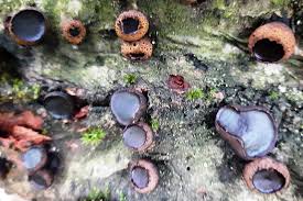 Attēlu rezultāti vaicājumam “Bulgaria inquinans”