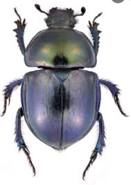 Attēlu rezultāti vaicājumam “Trypocopris vernalis”