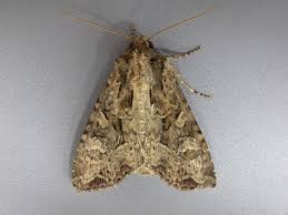 Attēlu rezultāti vaicājumam “Apamea remissa”