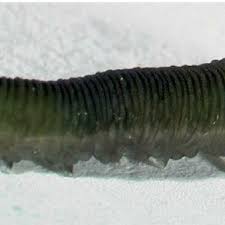 Attēlu rezultāti vaicājumam “Mellicta athalia larva”