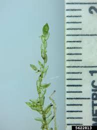 Attēlu rezultāti vaicājumam “Sphagnum platyphyllum”